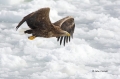 White-tailed-Eagle;White-tailed-Sea-Eagle;Sea-Eagle;Haliaeetus-albicilla;Japan;b
